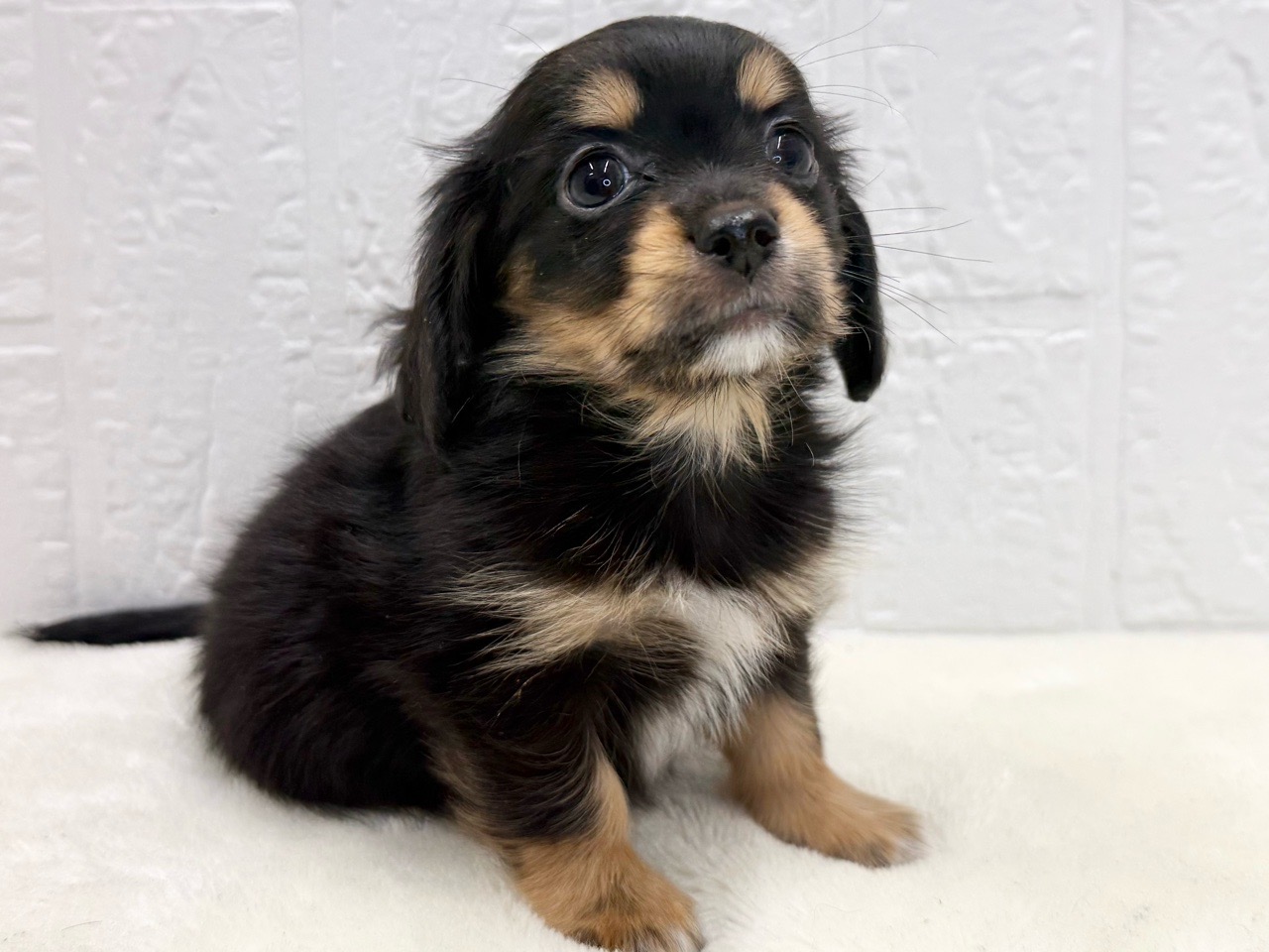 東京都のチワックス(チワワ×ダックス) (かねだい青梅店/2025年9月29日生まれ/男の子/ブラックタンホワイト)の子犬の4枚目の画像