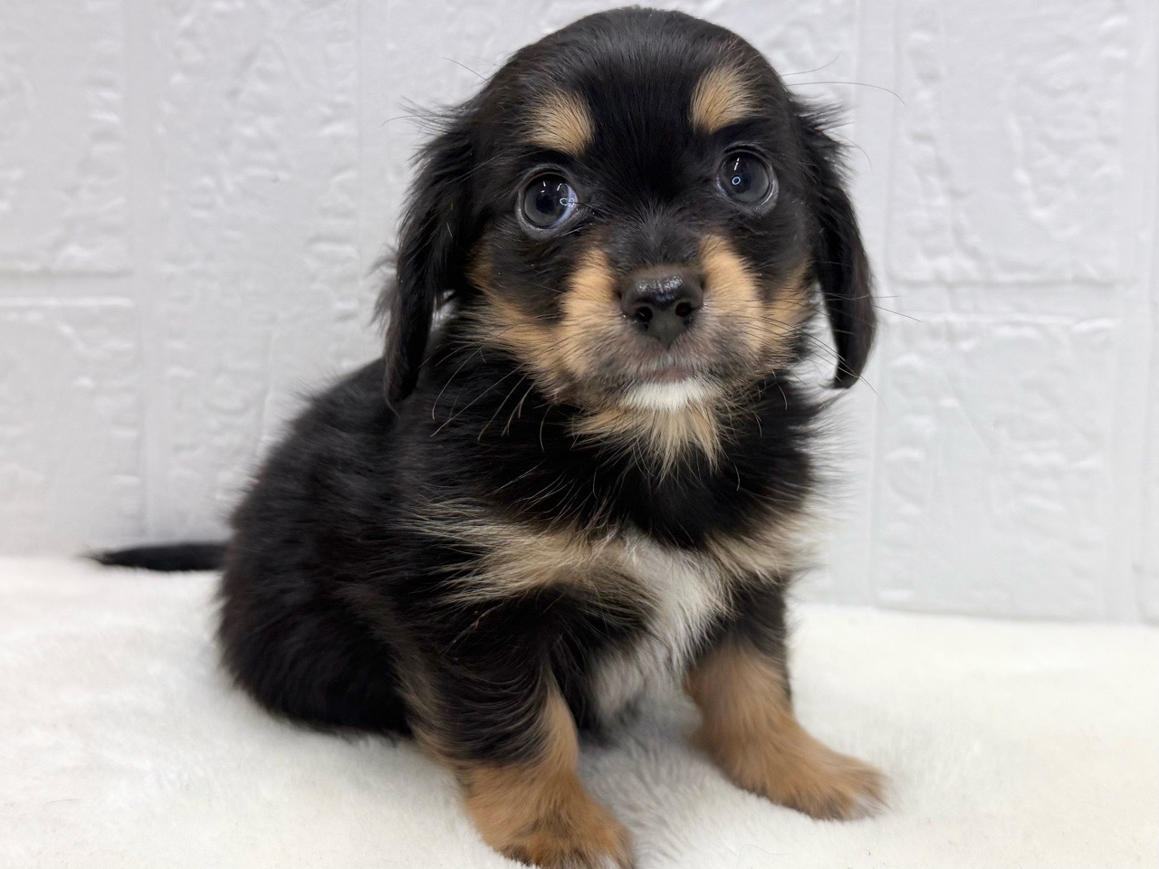 東京都のチワックス(チワワ×ダックス) (かねだい青梅店/2025年9月29日生まれ/男の子/ブラックタンホワイト)の子犬の4枚目の画像