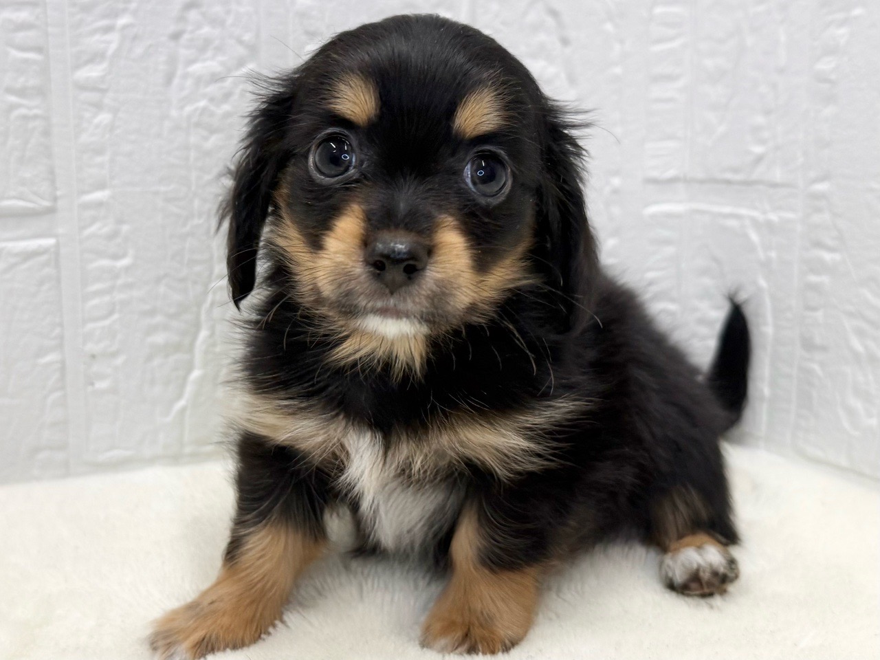 チワワ 価格の安いチワックス♂②（父:ロングコート・チワワ×母:ミニチュア