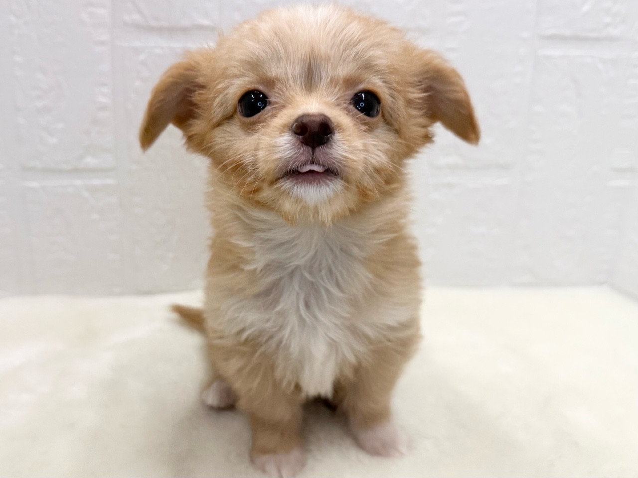 東京都のチワプー/プーチー(チワワ×プードル) (かねだい青梅店/2025年9月28日生まれ/女の子/アプリコット)の子犬の2枚目の画像