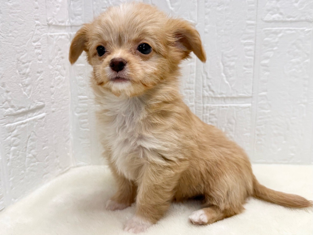 東京都のチワプー/プーチー(チワワ×プードル) (かねだい青梅店/2025年9月28日生まれ/女の子/アプリコット)の子犬の3枚目の画像