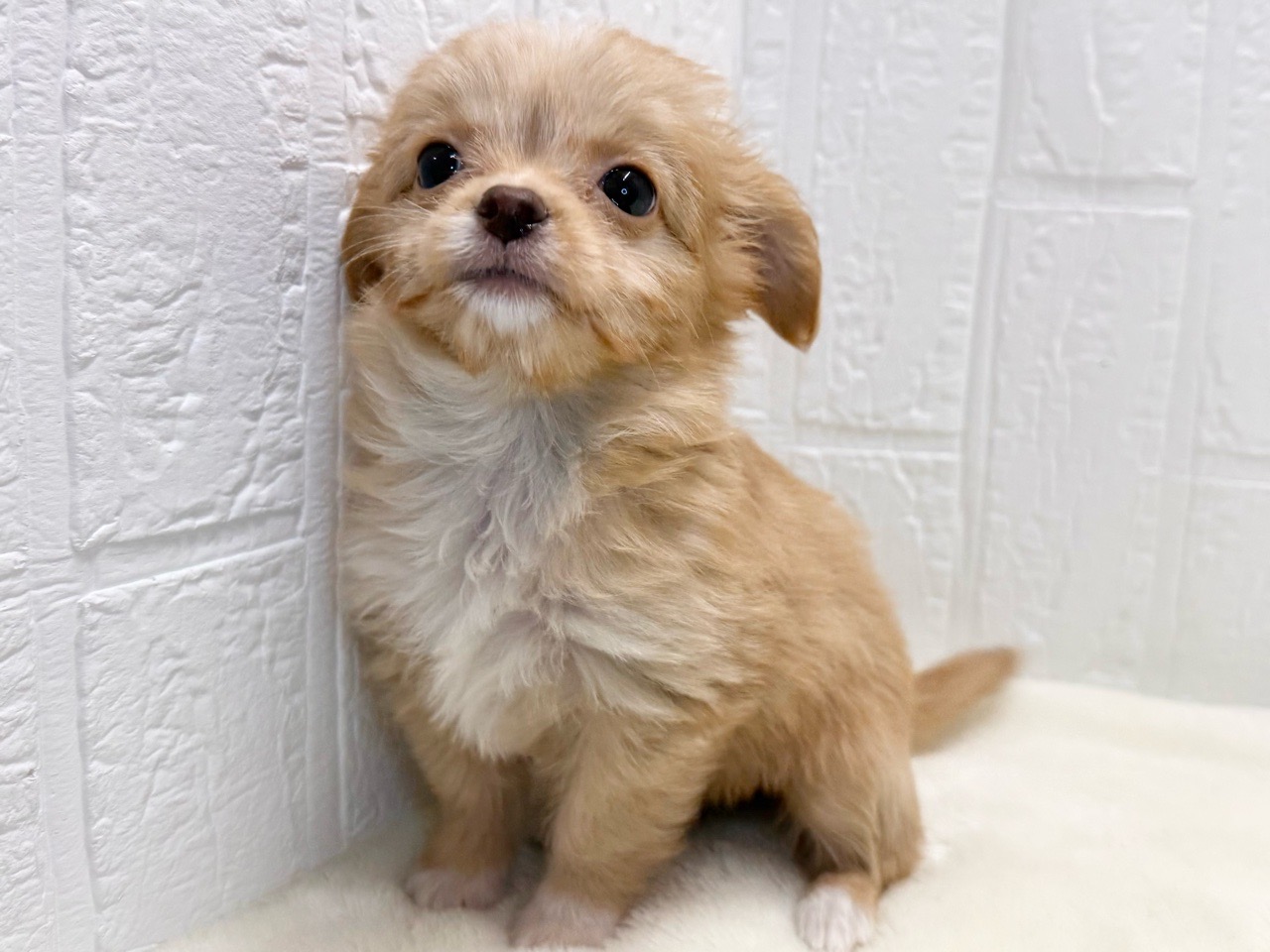 東京都のチワプー/プーチー(チワワ×プードル) (かねだい青梅店/2025年9月28日生まれ/女の子/アプリコット)の子犬の4枚目の画像