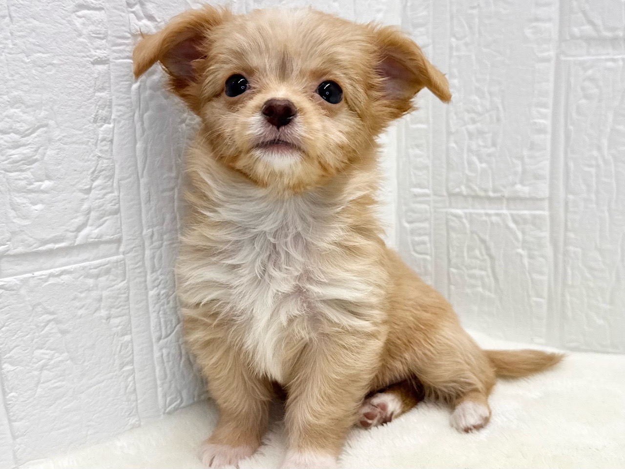 東京都のチワプー/プーチー(チワワ×プードル) (かねだい青梅店/2025年9月28日生まれ/女の子/アプリコット)の子犬の4枚目の画像