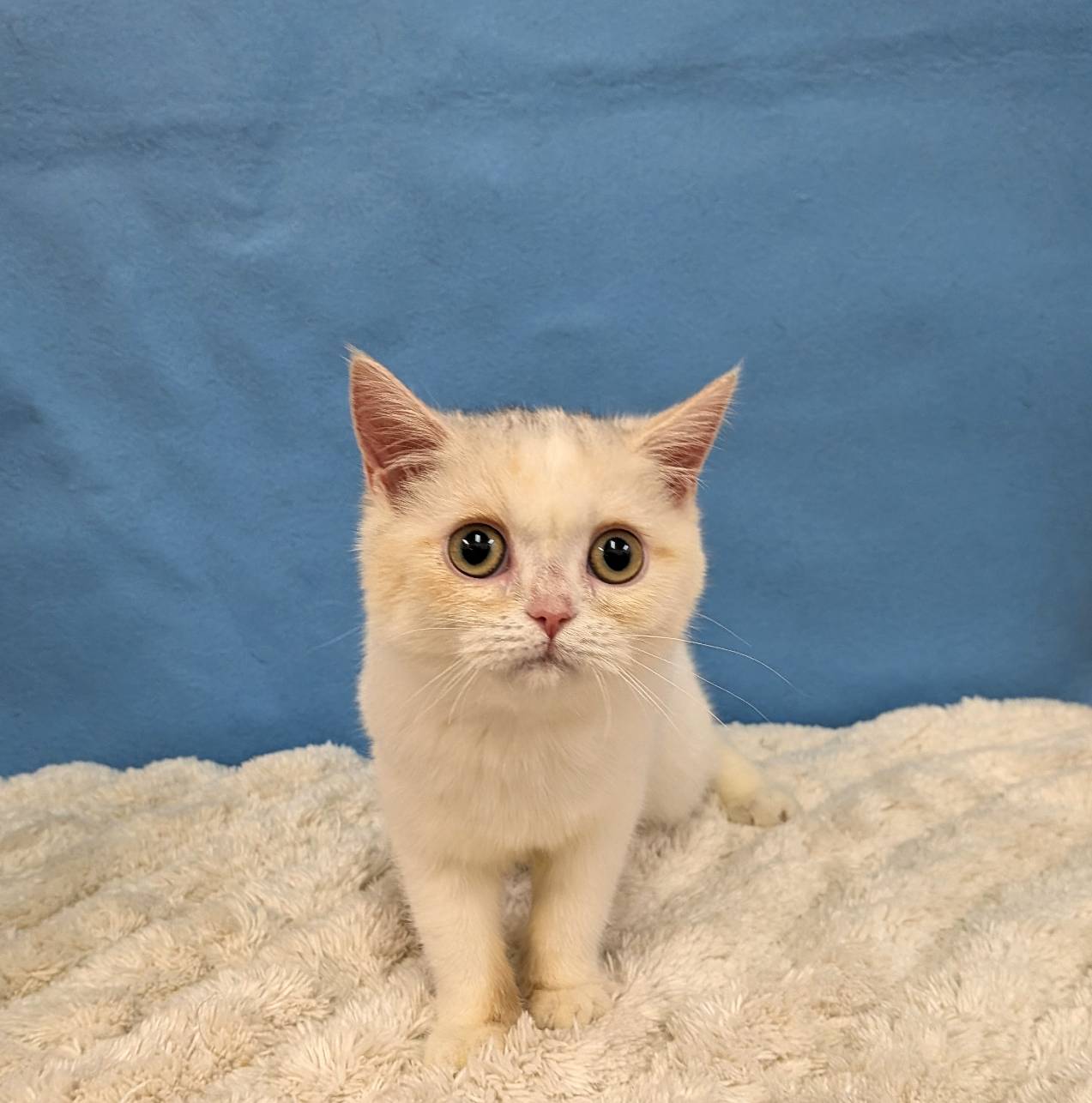 千葉県のブリティッシュショートヘアー (かねだい四街道店/2025年8月30日生まれ/女の子/ダイリュートキャリコ)の子猫の1枚目の画像