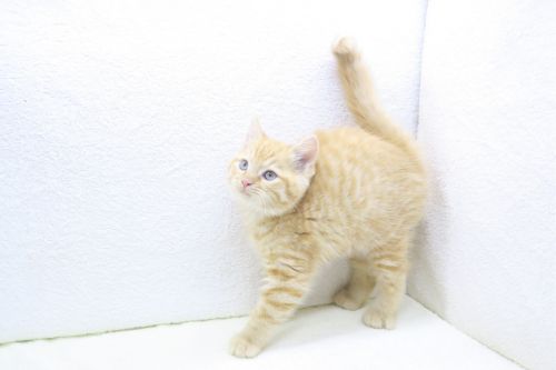 神奈川県のアメリカンショートヘアー (かねだい海老名店/2025年9月10日生まれ/男の子/レッドタビー)の子猫の2枚目の画像