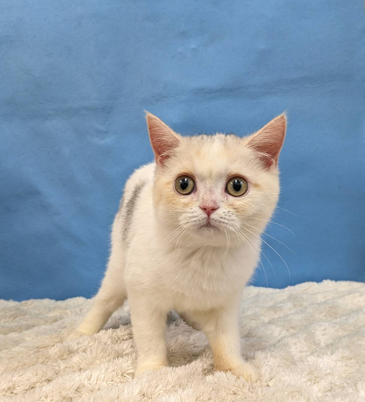 千葉県のブリティッシュショートヘアー (かねだい四街道店/2025年8月30日生まれ/女の子/ダイリュートキャリコ)の子猫の2枚目の画像