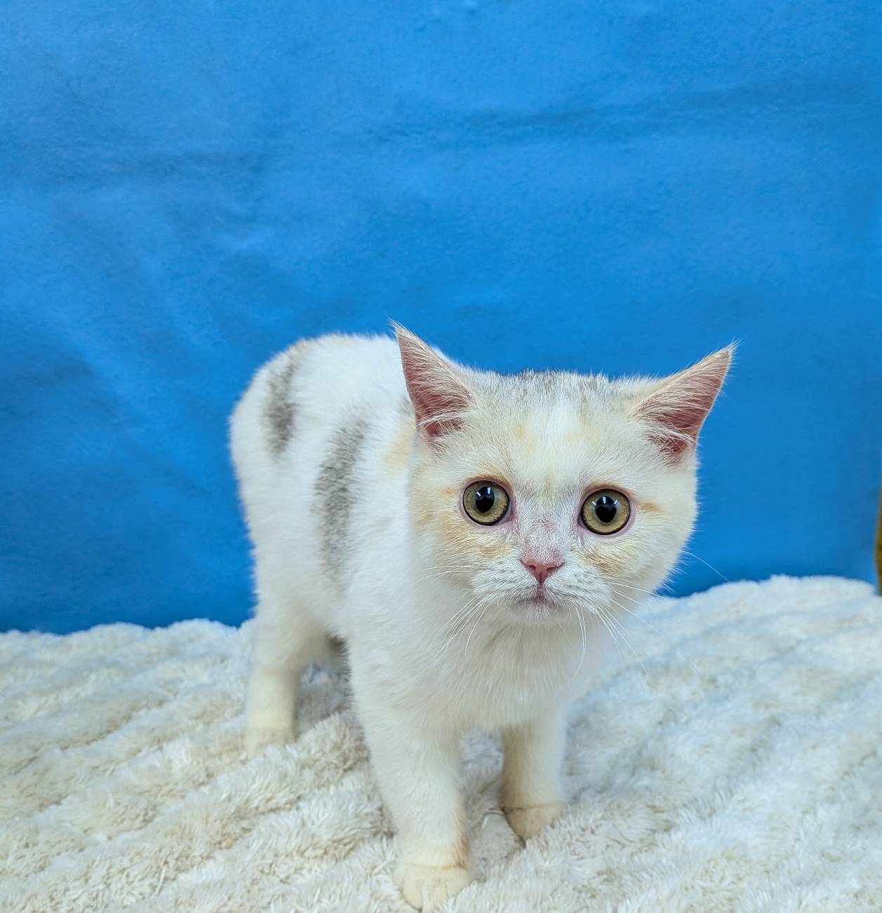 千葉県のブリティッシュショートヘアー (かねだい四街道店/2025年8月30日生まれ/女の子/ダイリュートキャリコ)の子猫の3枚目の画像