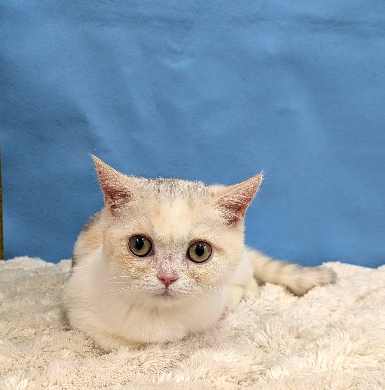 千葉県のブリティッシュショートヘアー (かねだい四街道店/2025年8月30日生まれ/女の子/ダイリュートキャリコ)の子猫の4枚目の画像