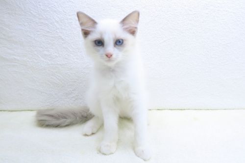 神奈川県のラグドール (かねだい海老名店/2025年9月5日生まれ/男の子/ブルーポイントバイカラー)の子猫の2枚目の画像