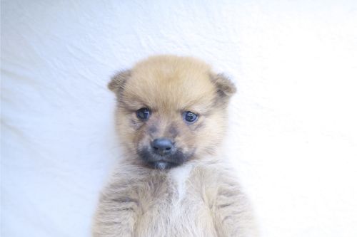 神奈川県のポメ柴/豆ポメ/ポメ豆柴(ポメラニアン×柴犬) (かねだい海老名店/2025年9月27日生まれ/男の子/レッド)の子犬の2枚目の画像