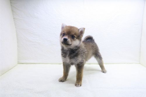 神奈川県のポメ柴/豆ポメ/ポメ豆柴(ポメラニアン×柴犬) (かねだい海老名店/2025年9月27日生まれ/女の子/レッド)の子犬の2枚目の画像