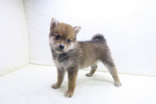 神奈川県のポメ柴/豆ポメ/ポメ豆柴(ポメラニアン×柴犬) (かねだい海老名店/2025年9月27日生まれ/女の子/レッド)の子犬の3枚目の画像