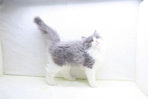 神奈川県のスコティッシュフォールド (かねだい海老名店/2025年8月27日生まれ/女の子/ブルーホワイト)の子猫の2枚目の画像
