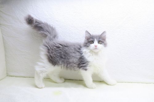 神奈川県のスコティッシュフォールド (かねだい海老名店/2025年8月27日生まれ/女の子/ブルーホワイト)の子猫の3枚目の画像