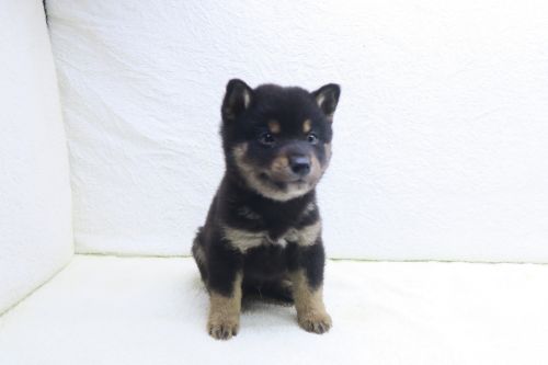 神奈川県のハーフ犬・ミックス犬 (かねだい海老名店/2025年9月25日生まれ/男の子/黒)の子犬の2枚目の画像