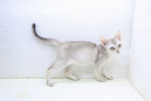 神奈川県のシンガプーラ (かねだい海老名店/2025年9月10日生まれ/女の子/セピアアグーティ)の子猫の3枚目の画像