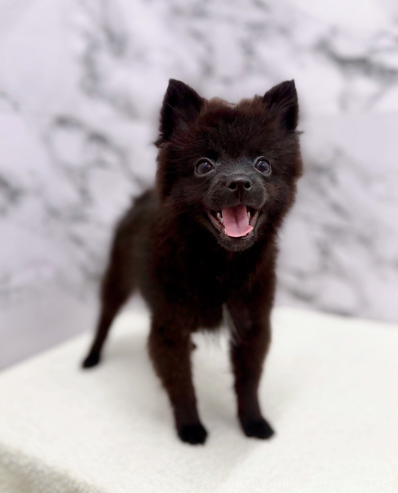 神奈川県のポメラニアン (かねだい東戸塚店/2025年8月23日生まれ/男の子/ブラック)の子犬の1枚目の画像