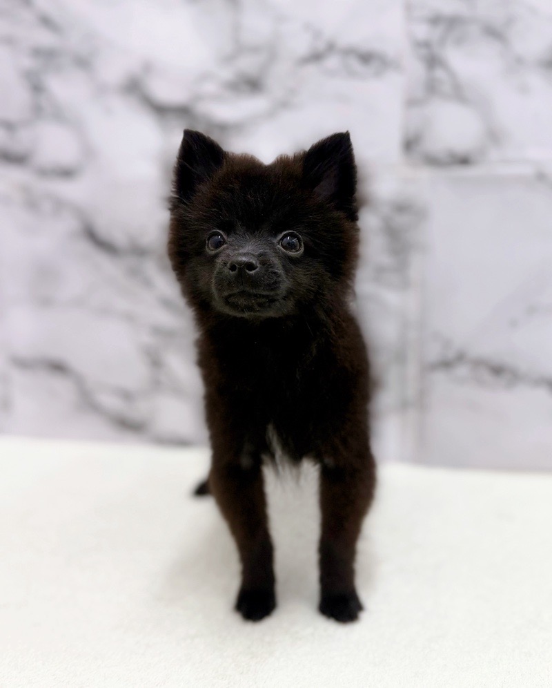 神奈川県のポメラニアン (かねだい東戸塚店/2025年8月23日生まれ/男の子/ブラック)の子犬の2枚目の画像