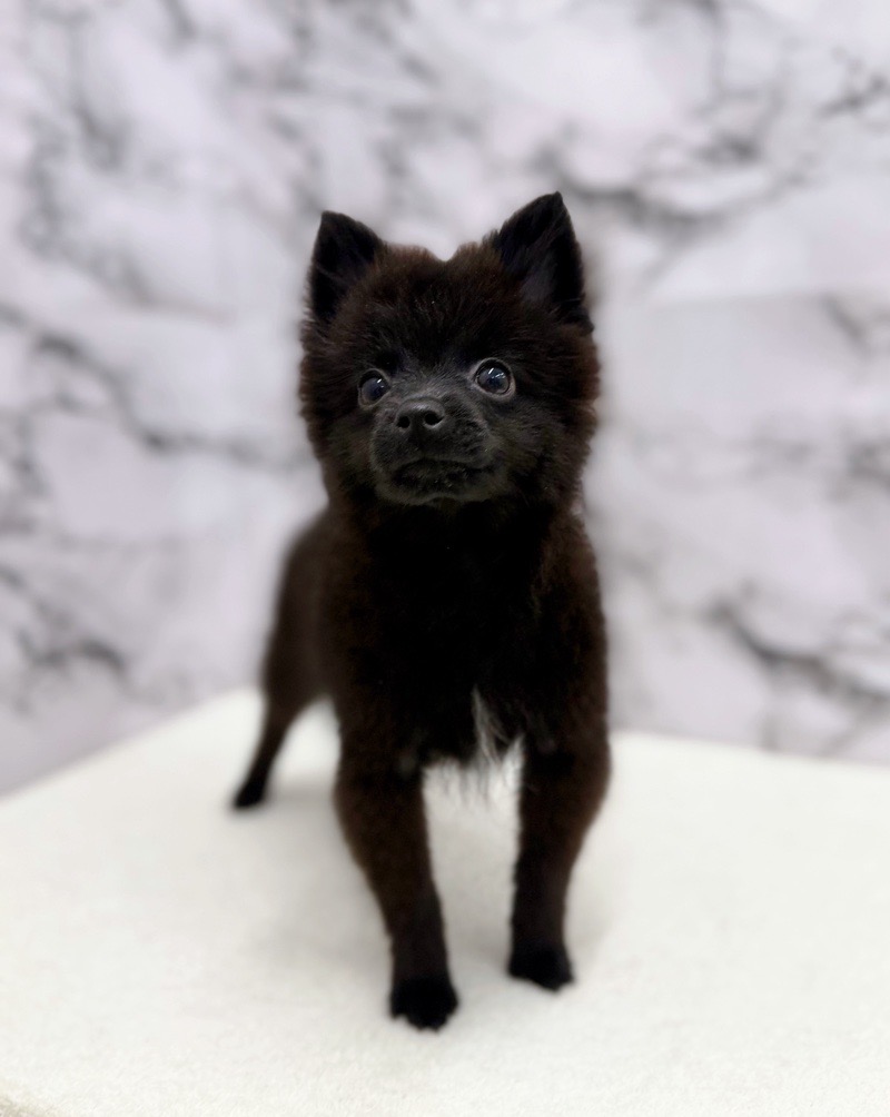 神奈川県のポメラニアン (かねだい東戸塚店/2025年8月23日生まれ/男の子/ブラック)の子犬の3枚目の画像