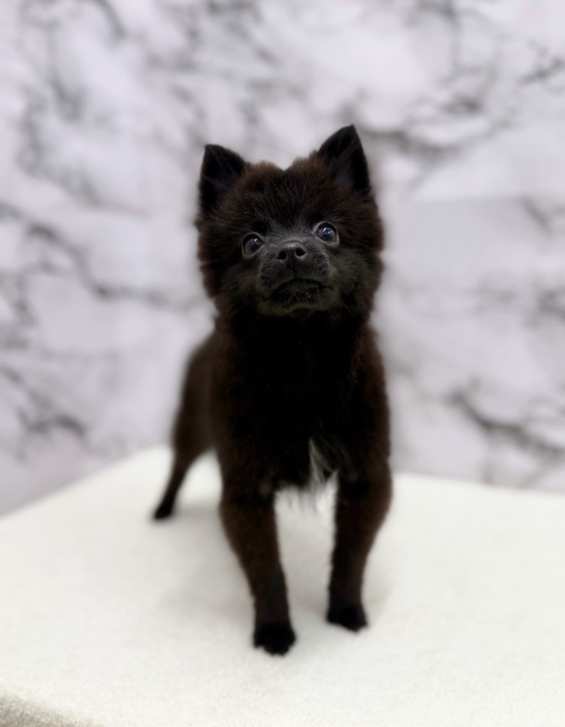 神奈川県のポメラニアン (かねだい東戸塚店/2025年8月23日生まれ/男の子/ブラック)の子犬の4枚目の画像