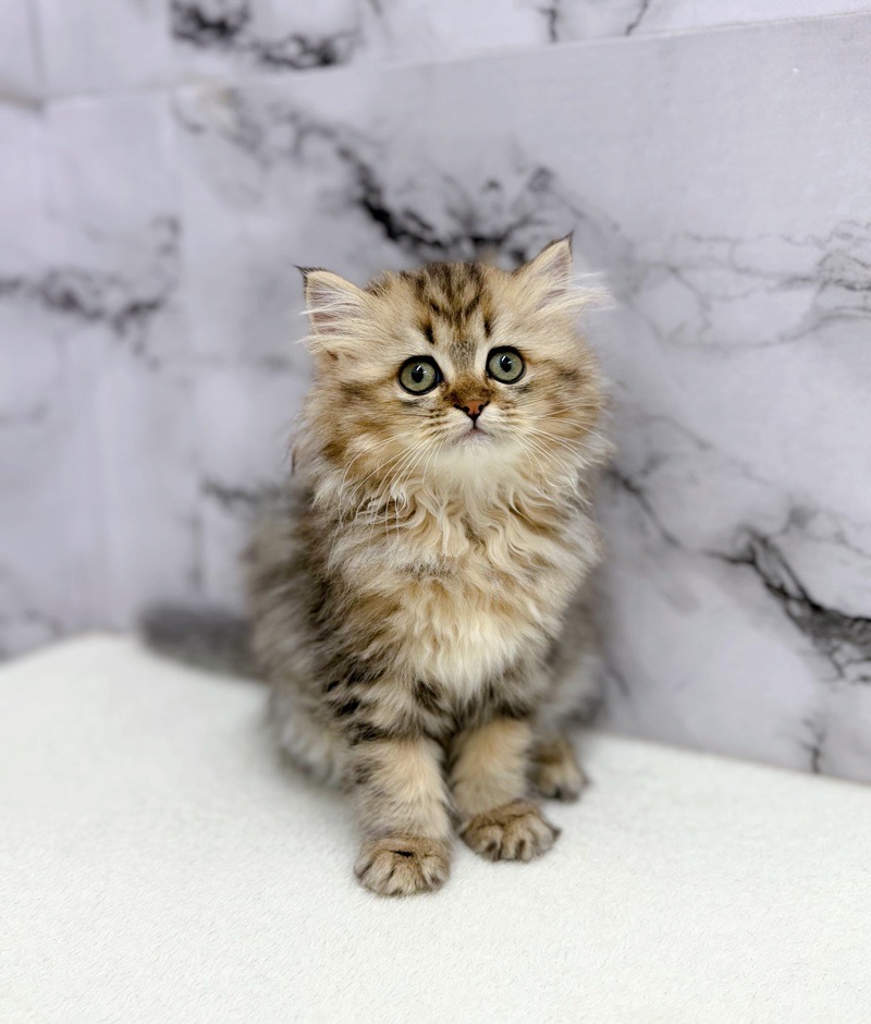 ◼️ミヌエット♀【11/29お写真、動画更新！】困り顔が可愛すぎる♡とっても甘えん坊です♡