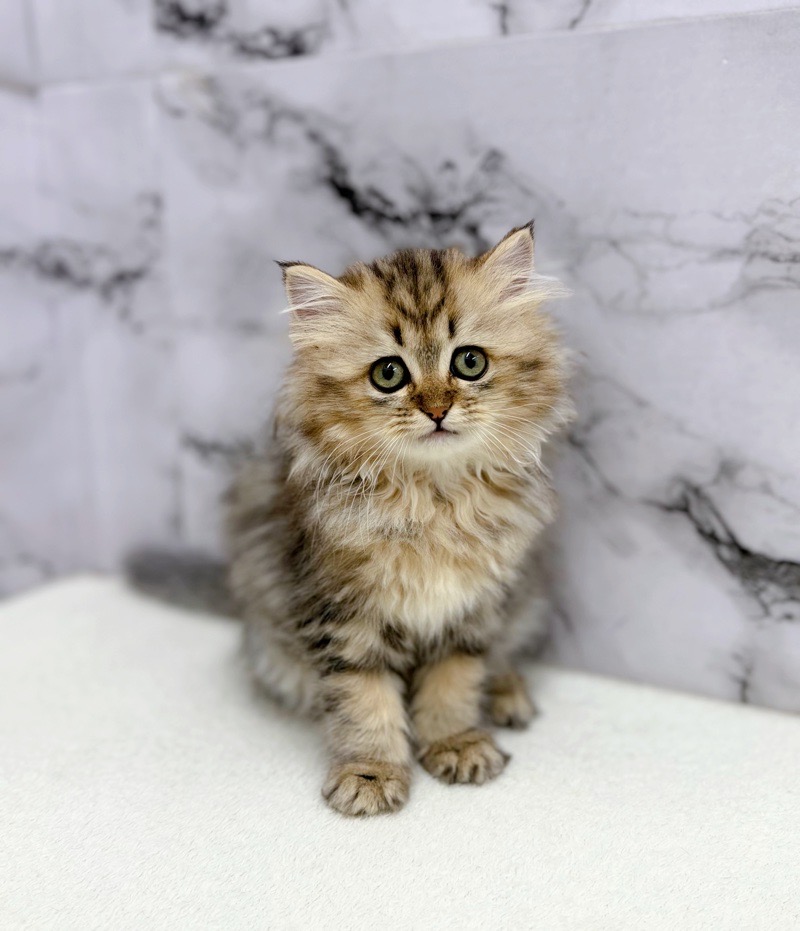 神奈川県のミヌエット (かねだい東戸塚店/2025年9月6日生まれ/女の子/ブラックタビーホワイト)の子猫の2枚目の画像