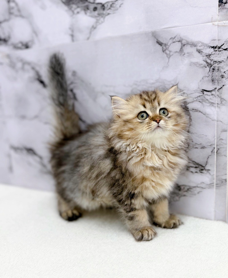 神奈川県のミヌエット (かねだい東戸塚店/2025年9月6日生まれ/女の子/ブラックタビーホワイト)の子猫の3枚目の画像