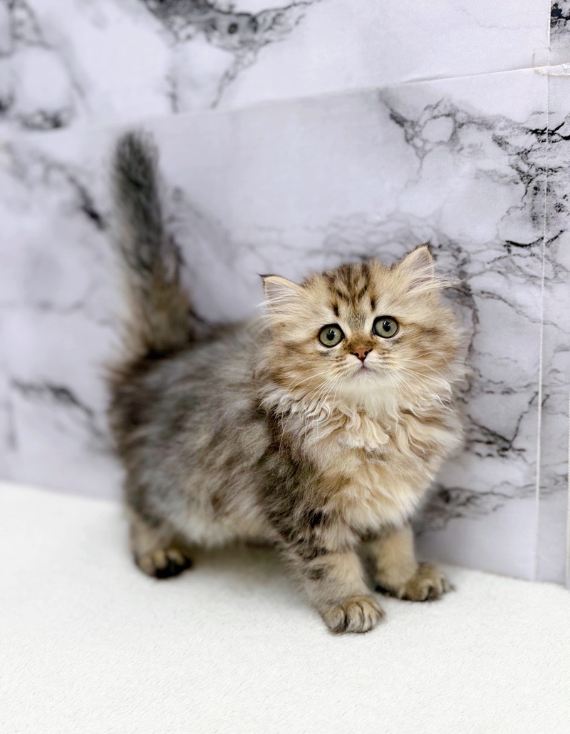 神奈川県のミヌエット (かねだい東戸塚店/2025年9月6日生まれ/女の子/ブラックタビーホワイト)の子猫の4枚目の画像