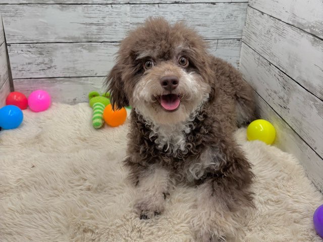 新潟県のハーフ犬・ミックス犬 (かねだいペットトライアル魚沼/2025年3月24日生まれ/男の子/ブラウン)の子犬の1枚目の画像