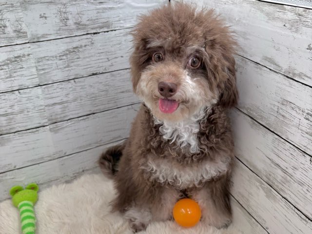 新潟県のハーフ犬・ミックス犬 (かねだいペットトライアル魚沼/2025年3月24日生まれ/男の子/ブラウン)の子犬の2枚目の画像