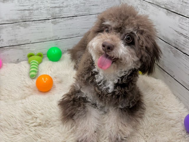 新潟県のハーフ犬・ミックス犬 (かねだいペットトライアル魚沼/2025年3月24日生まれ/男の子/ブラウン)の子犬の3枚目の画像