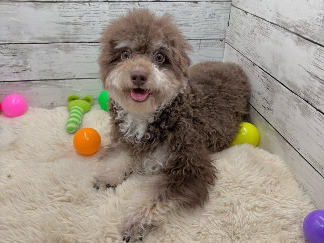 新潟県のハーフ犬・ミックス犬 (かねだいペットトライアル魚沼/2025年3月24日生まれ/男の子/ブラウン)の子犬の4枚目の画像