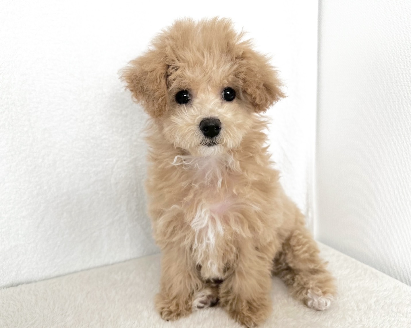 群馬県のビションプー(ビションフリーゼ×プードル) (かねだいペットトライアル桐生/2025年8月10日生まれ/女の子/クリーム)の子犬の2枚目の画像