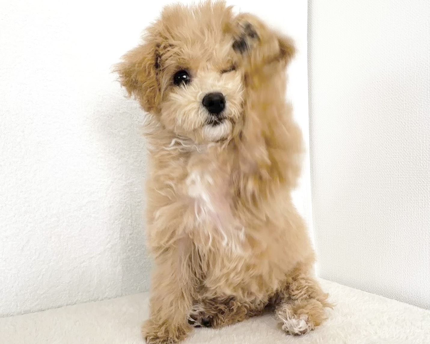 群馬県のビションプー(ビションフリーゼ×プードル) (かねだいペットトライアル桐生/2025年8月10日生まれ/女の子/クリーム)の子犬の3枚目の画像