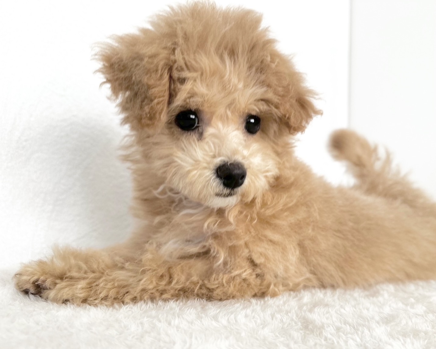 群馬県のビションプー(ビションフリーゼ×プードル) (かねだいペットトライアル桐生/2025年8月10日生まれ/女の子/クリーム)の子犬の1枚目の画像