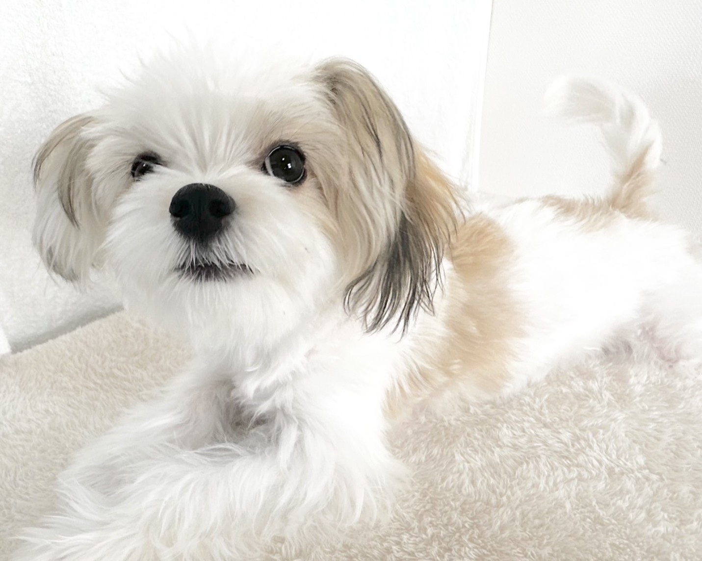 群馬県のマルチーズ×パピヨン (かねだいペットトライアル桐生/2025年6月9日生まれ/女の子/ホワイトブラウン)の子犬の3枚目の画像