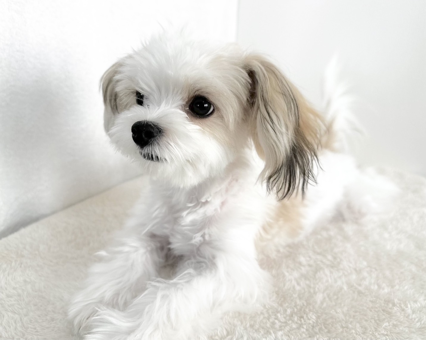 群馬県のマルチーズ×パピヨン (かねだいペットトライアル桐生/2025年6月9日生まれ/女の子/ホワイトブラウン)の子犬の2枚目の画像