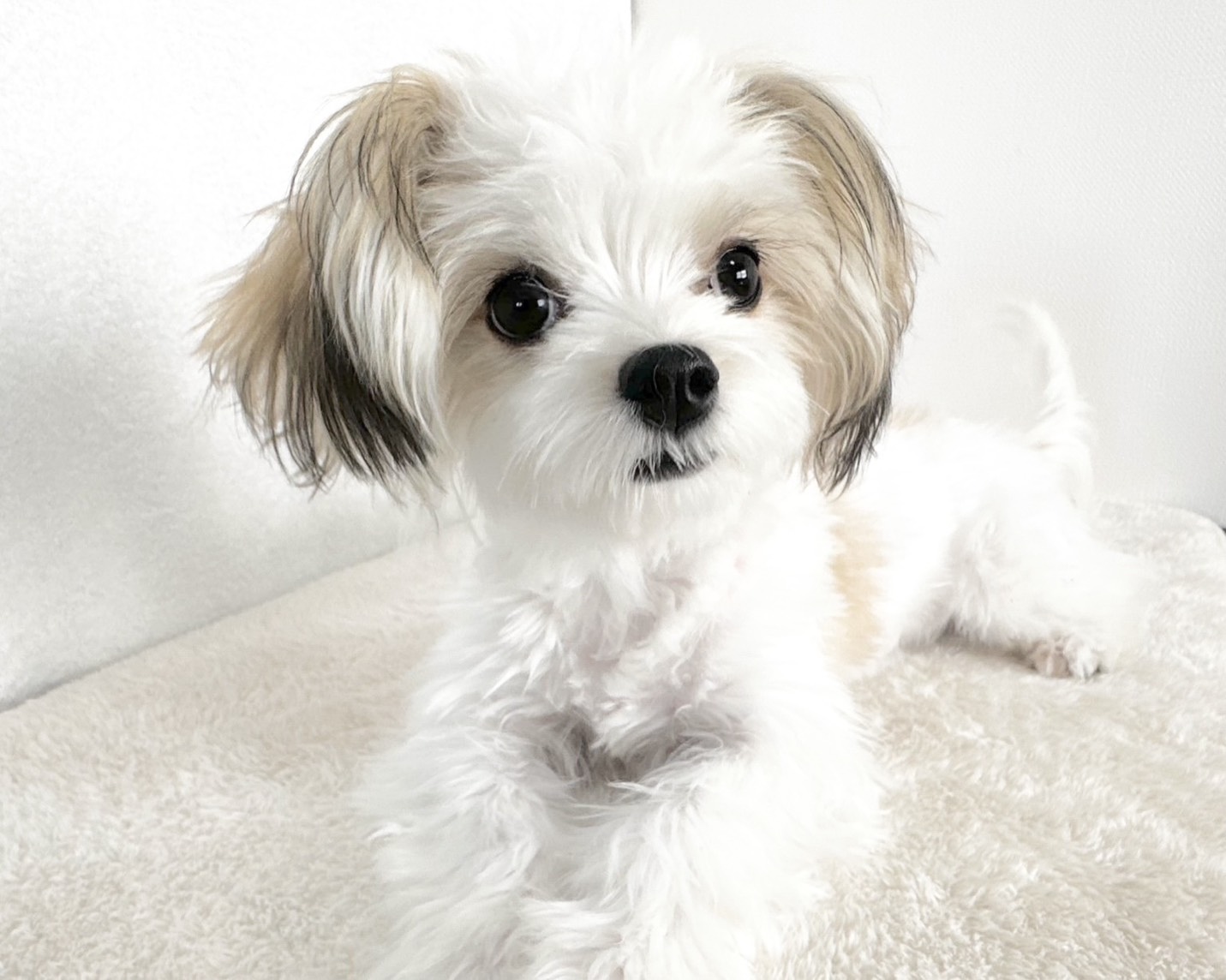 群馬県のマルチーズ×パピヨン (かねだいペットトライアル桐生/2025年6月9日生まれ/女の子/ホワイトブラウン)の子犬の1枚目の画像