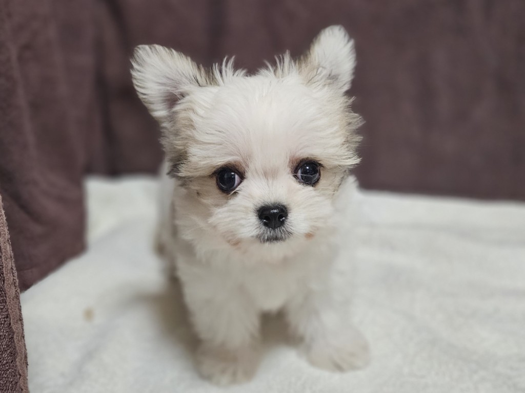 神奈川県のチワマル/マルチワ(チワワ×マルチーズ) (かねだいペットトライアル相模原/2025年8月30日生まれ/男の子/パーティーカラー)の子犬の1枚目の画像