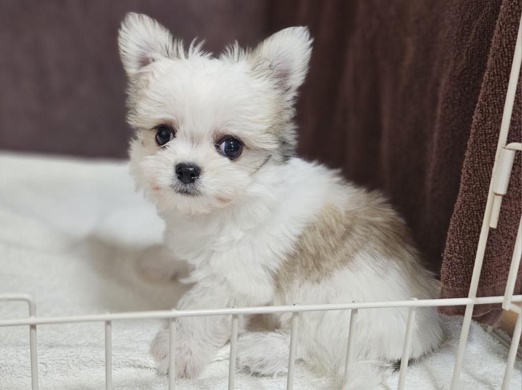 神奈川県のチワマル/マルチワ(チワワ×マルチーズ) (かねだいペットトライアル相模原/2025年8月30日生まれ/男の子/パーティーカラー)の子犬の2枚目の画像