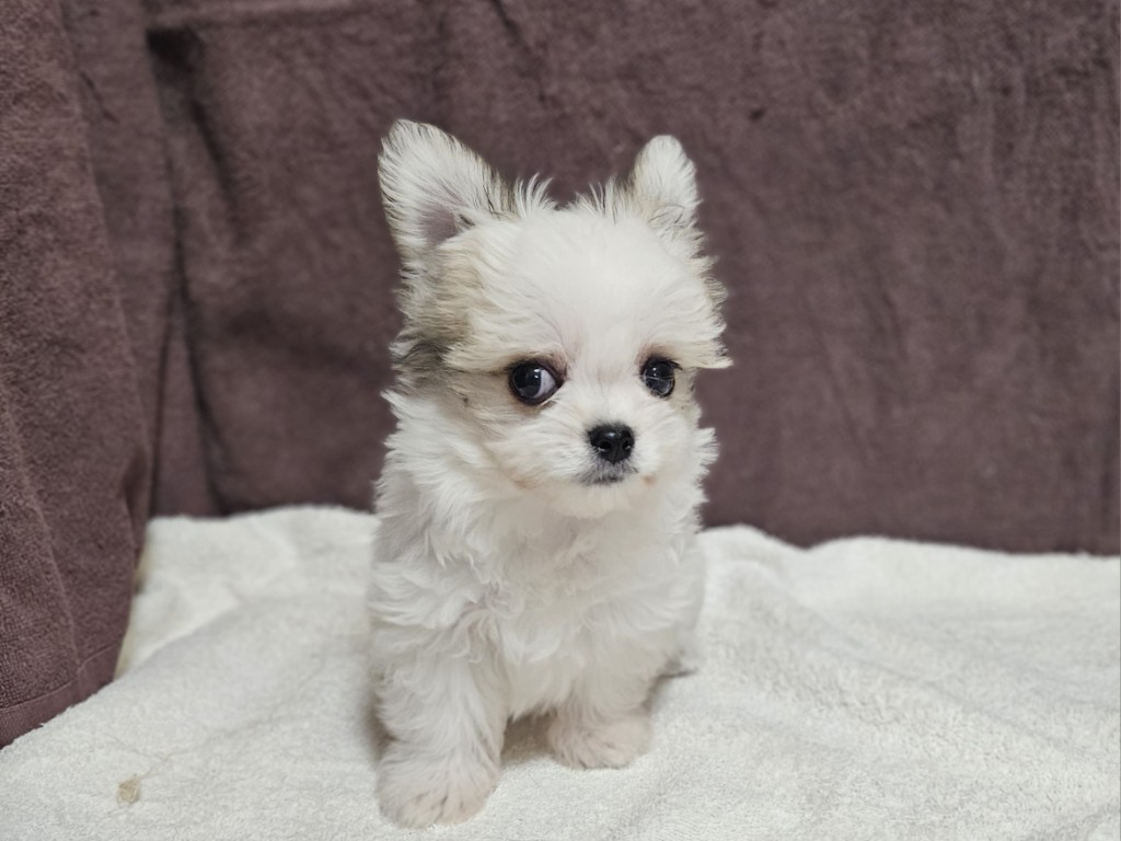 神奈川県のチワマル/マルチワ(チワワ×マルチーズ) (かねだいペットトライアル相模原/2025年8月30日生まれ/男の子/パーティーカラー)の子犬の3枚目の画像