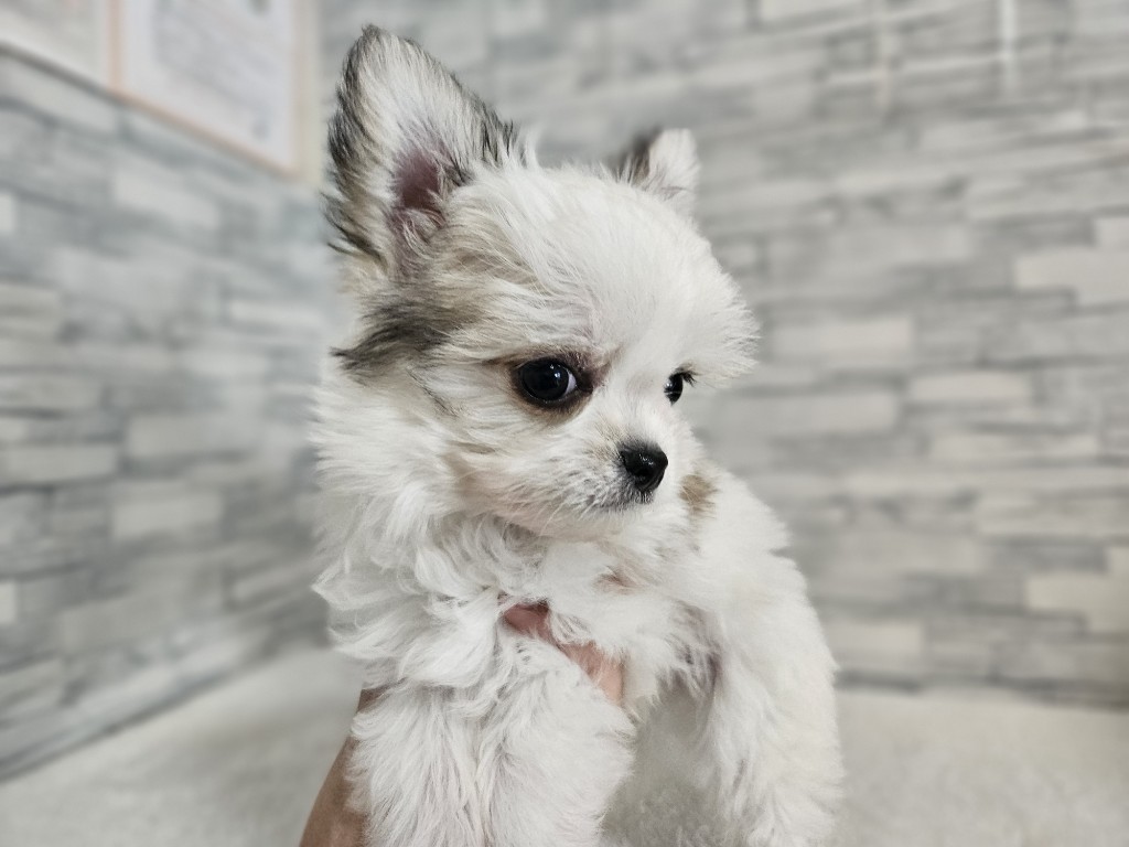 神奈川県のチワマル/マルチワ(チワワ×マルチーズ) (かねだいペットトライアル相模原/2025年8月30日生まれ/男の子/パーティーカラー)の子犬の4枚目の画像