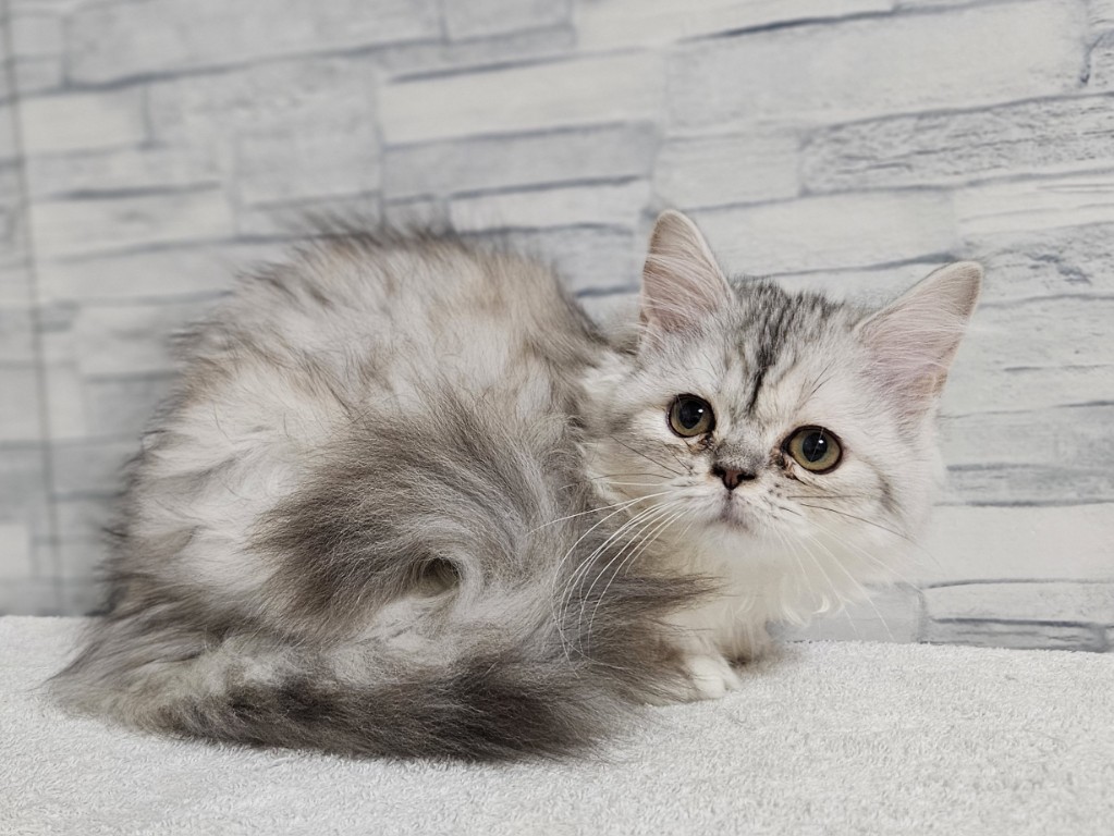 神奈川県のミヌエット (かねだいペットトライアル相模原/2025年8月30日生まれ/女の子/シルバーパッチドタビー)の子猫の1枚目の画像