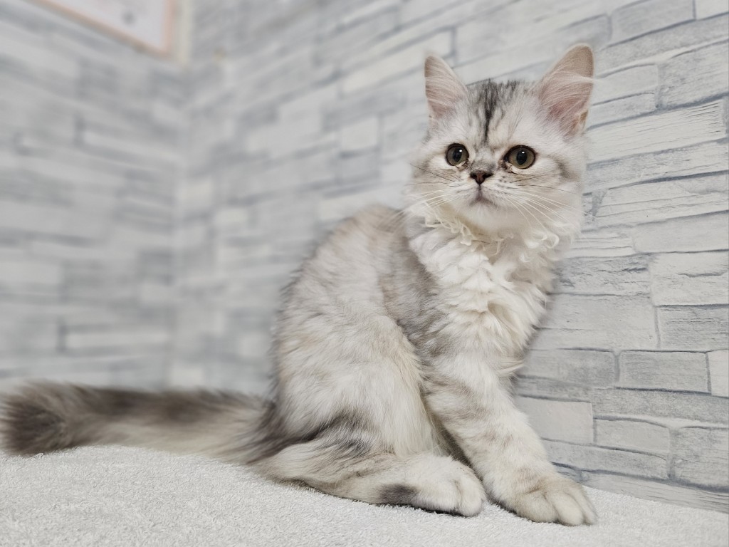 神奈川県のミヌエット (かねだいペットトライアル相模原/2025年8月30日生まれ/女の子/シルバーパッチドタビー)の子猫の2枚目の画像