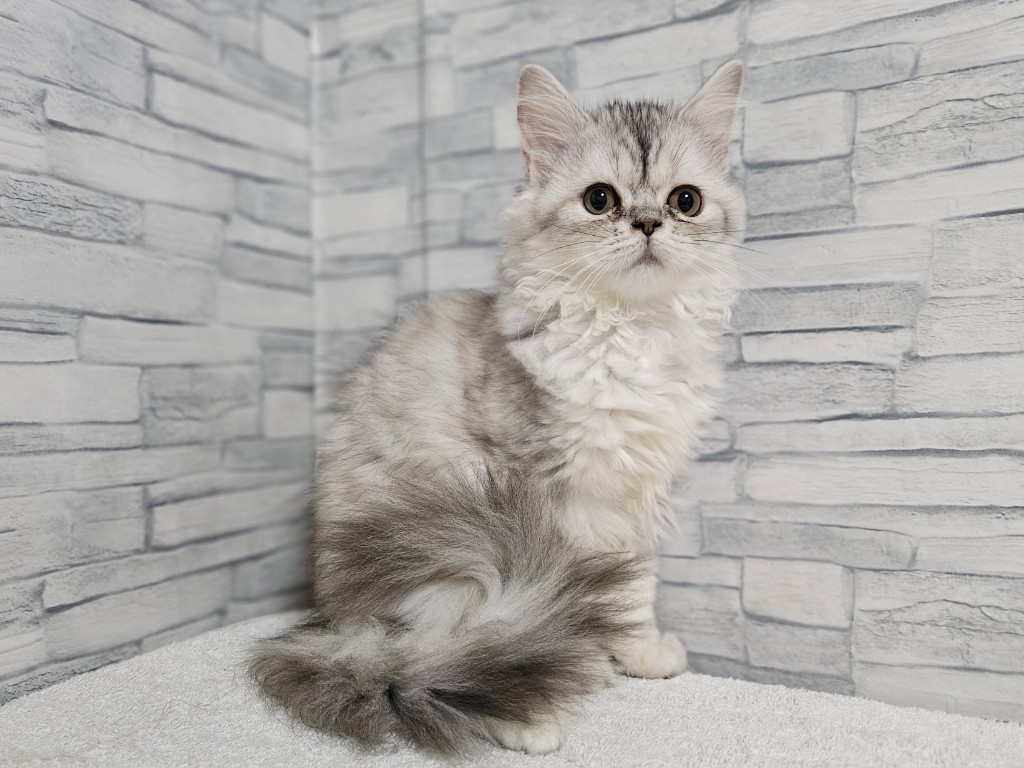 神奈川県のミヌエット (かねだいペットトライアル相模原/2025年8月30日生まれ/女の子/シルバーパッチドタビー)の子猫の3枚目の画像