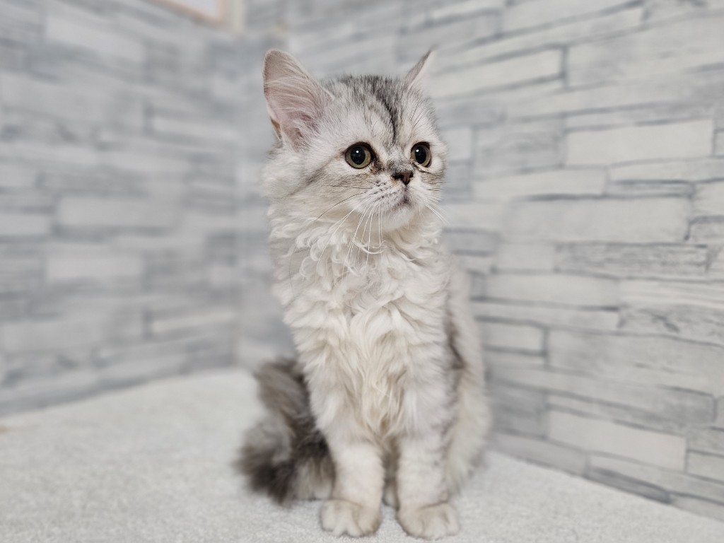 神奈川県のミヌエット (かねだいペットトライアル相模原/2025年8月30日生まれ/女の子/シルバーパッチドタビー)の子猫の4枚目の画像