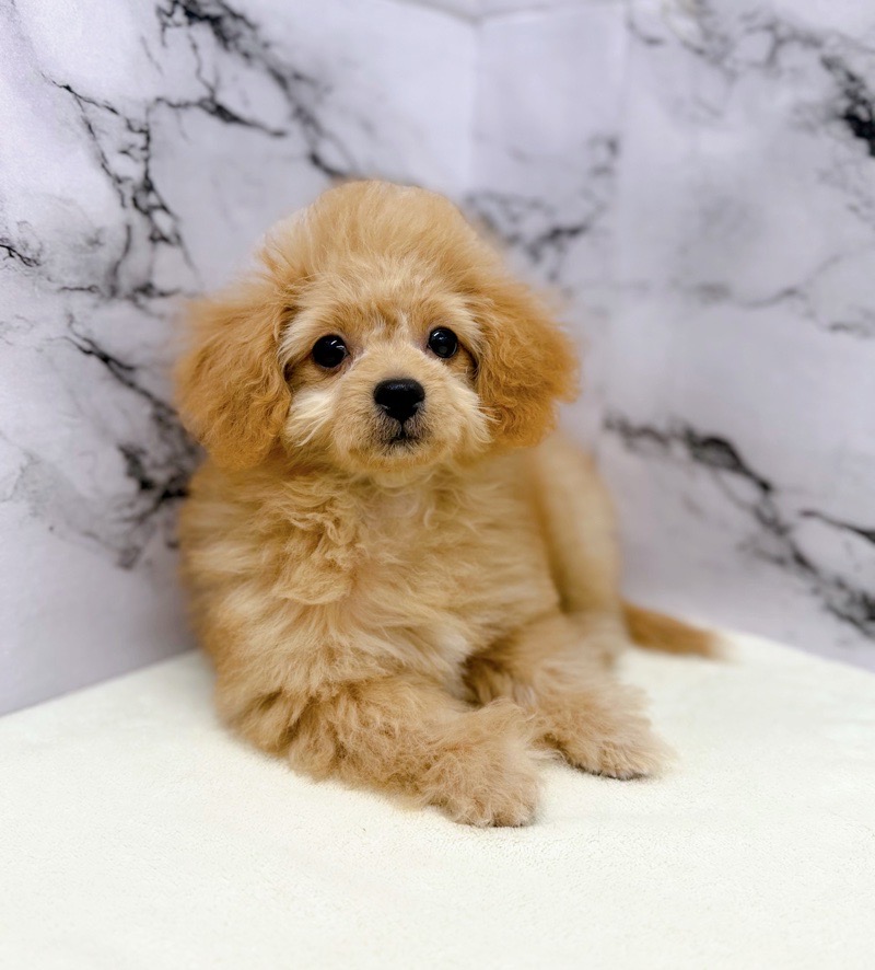 神奈川県のビションプー(ビションフリーゼ×プードル) (かねだい東戸塚店/2025年8月1日生まれ/男の子/アプリコット)の子犬の1枚目の画像