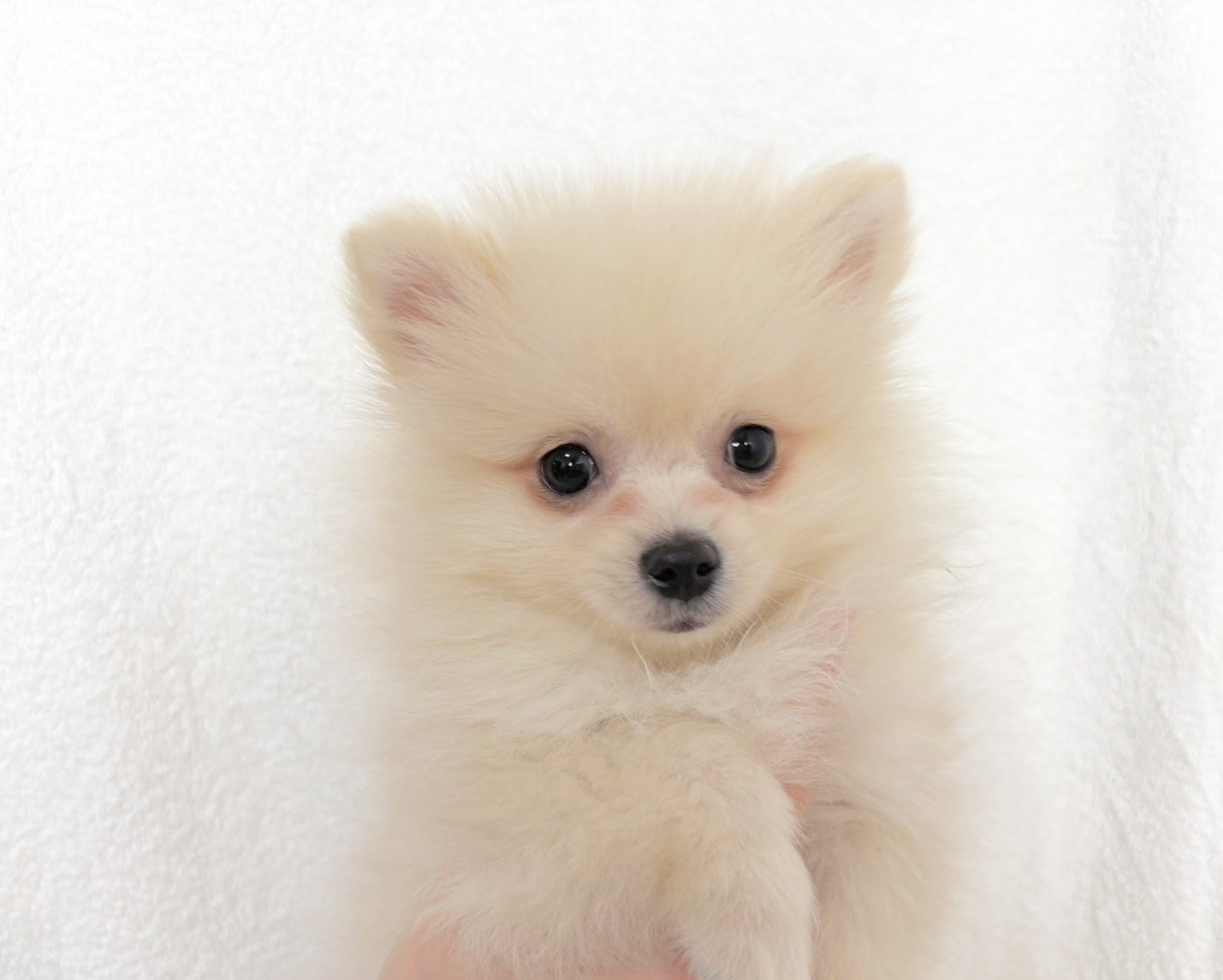 群馬県のポメラニアン (かねだいペットトライアル桐生/2025年9月15日生まれ/男の子/クリーム)の子犬の3枚目の画像