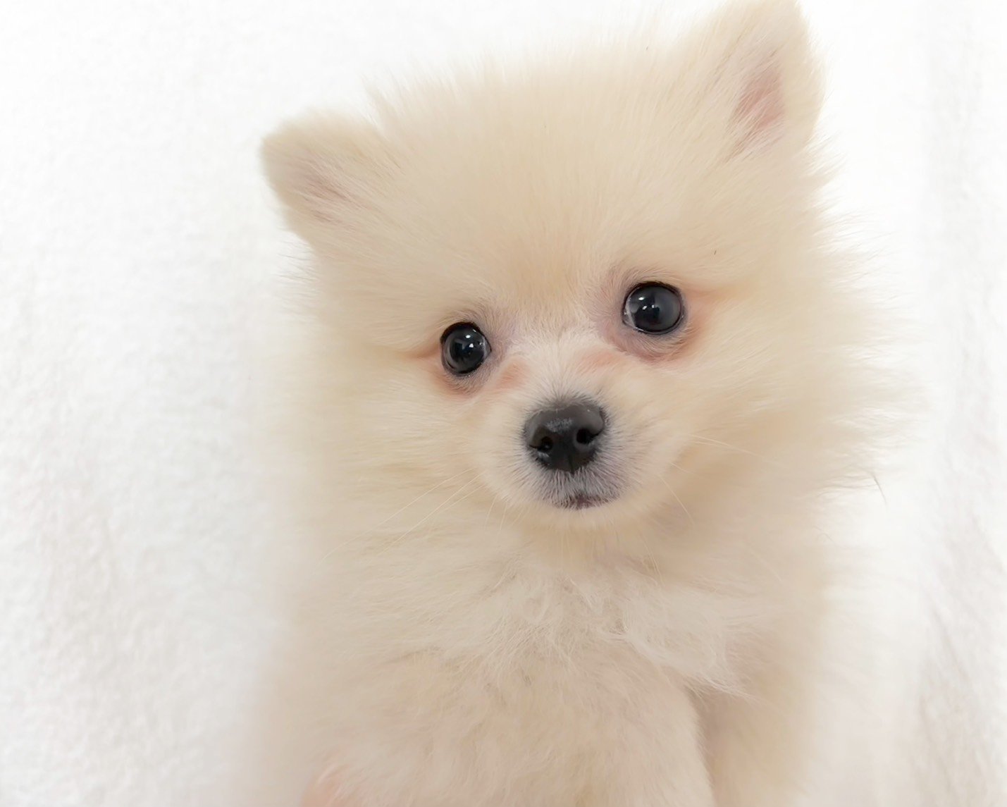 群馬県のポメラニアン (かねだいペットトライアル桐生/2025年9月15日生まれ/男の子/クリーム)の子犬の2枚目の画像