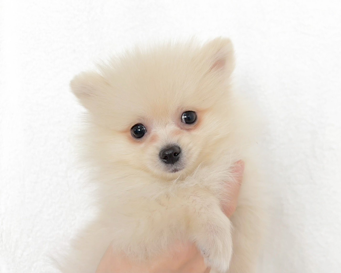 群馬県のポメラニアン (かねだいペットトライアル桐生/2025年9月15日生まれ/男の子/クリーム)の子犬の1枚目の画像